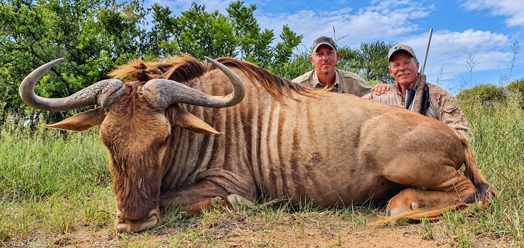 Blue king wildebeest trophy hunt
