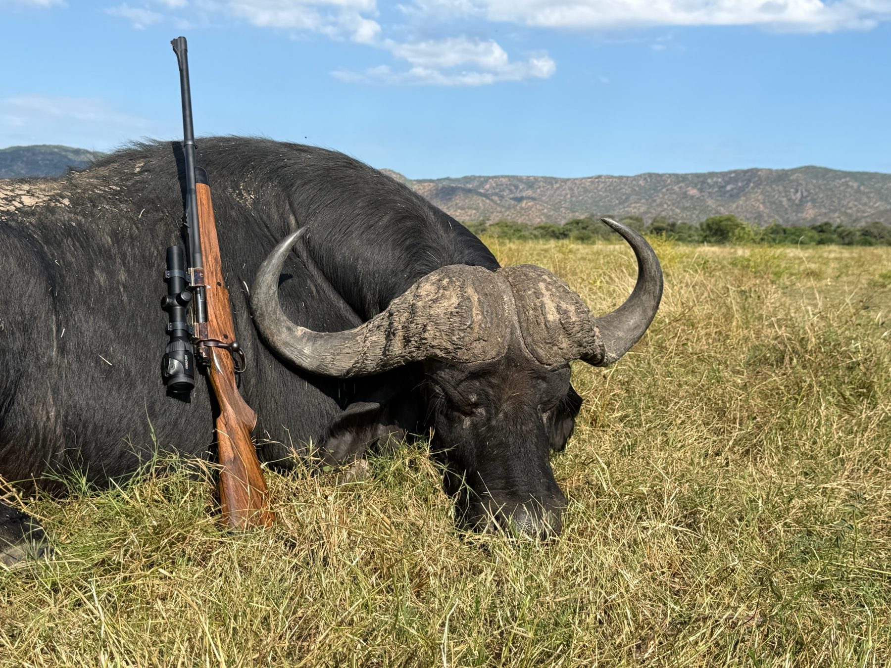 Cape buffalo trophy with rifle