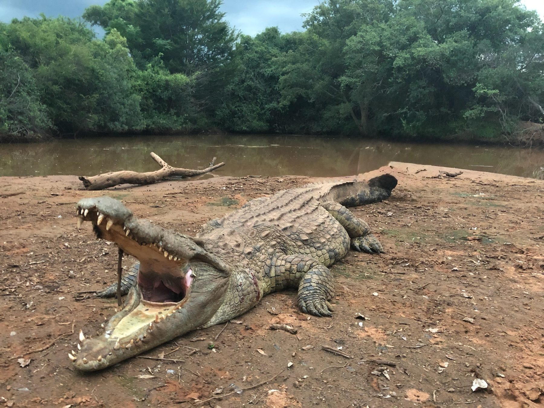 Crocodile trophy hunt on the river