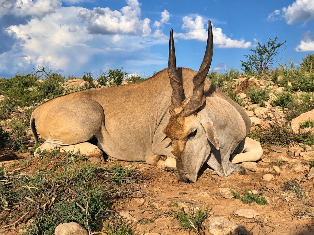 Eland resting in rocky Eastern Cape bushveld