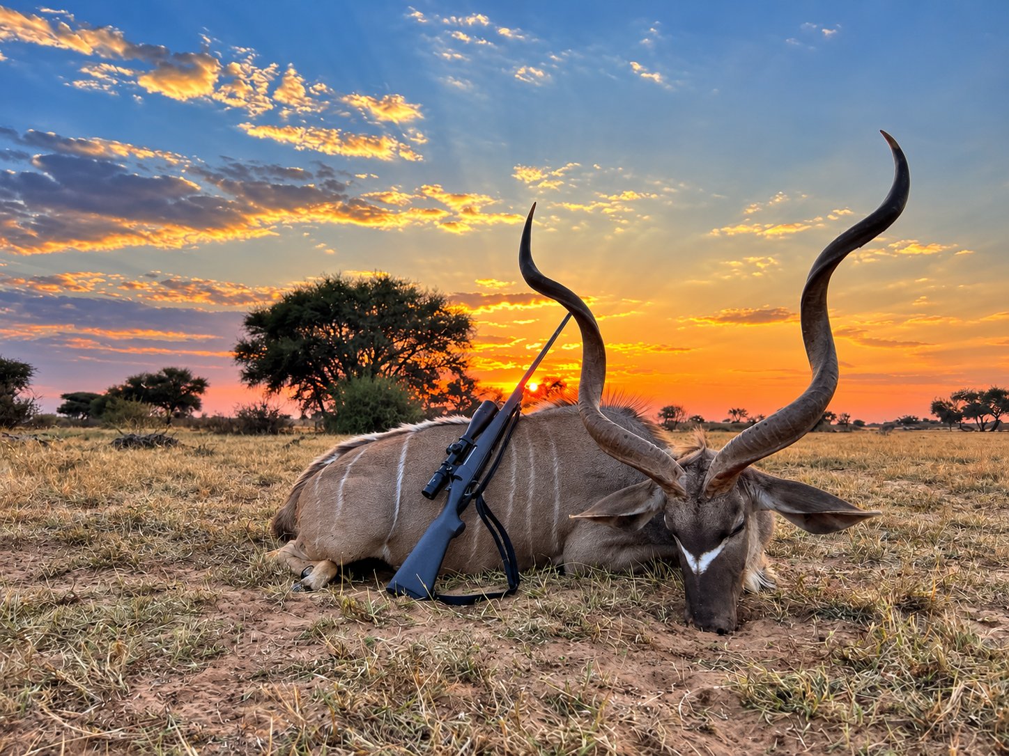 Greater kudu trophy at sunset