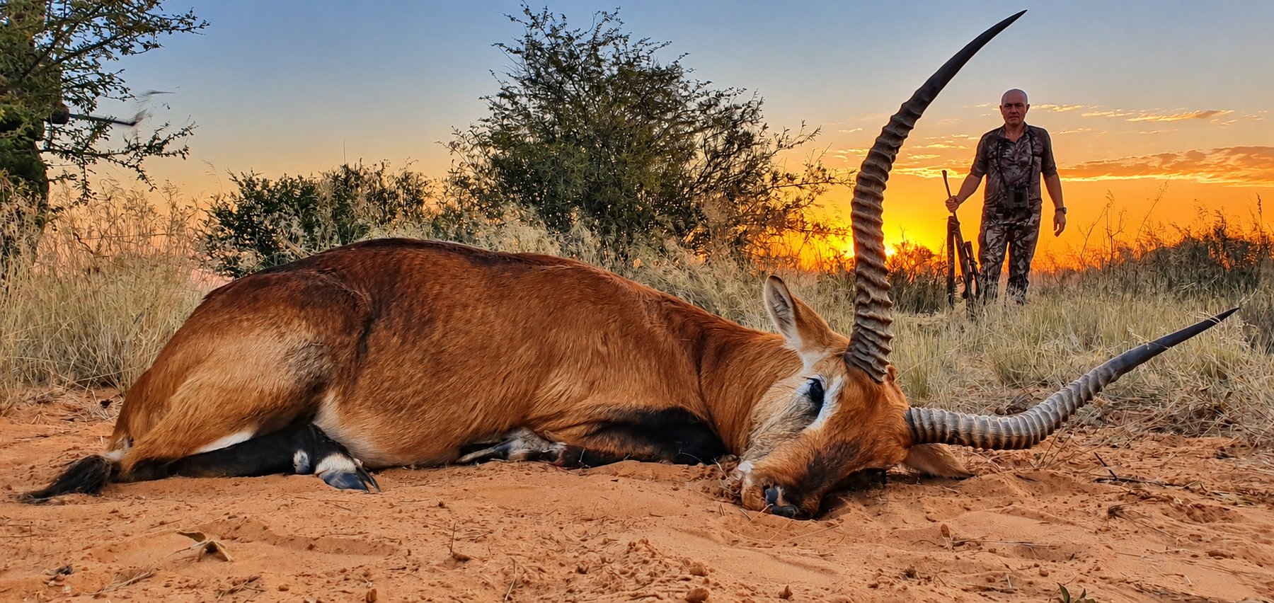 Red lechwe trophy hunt at sunset