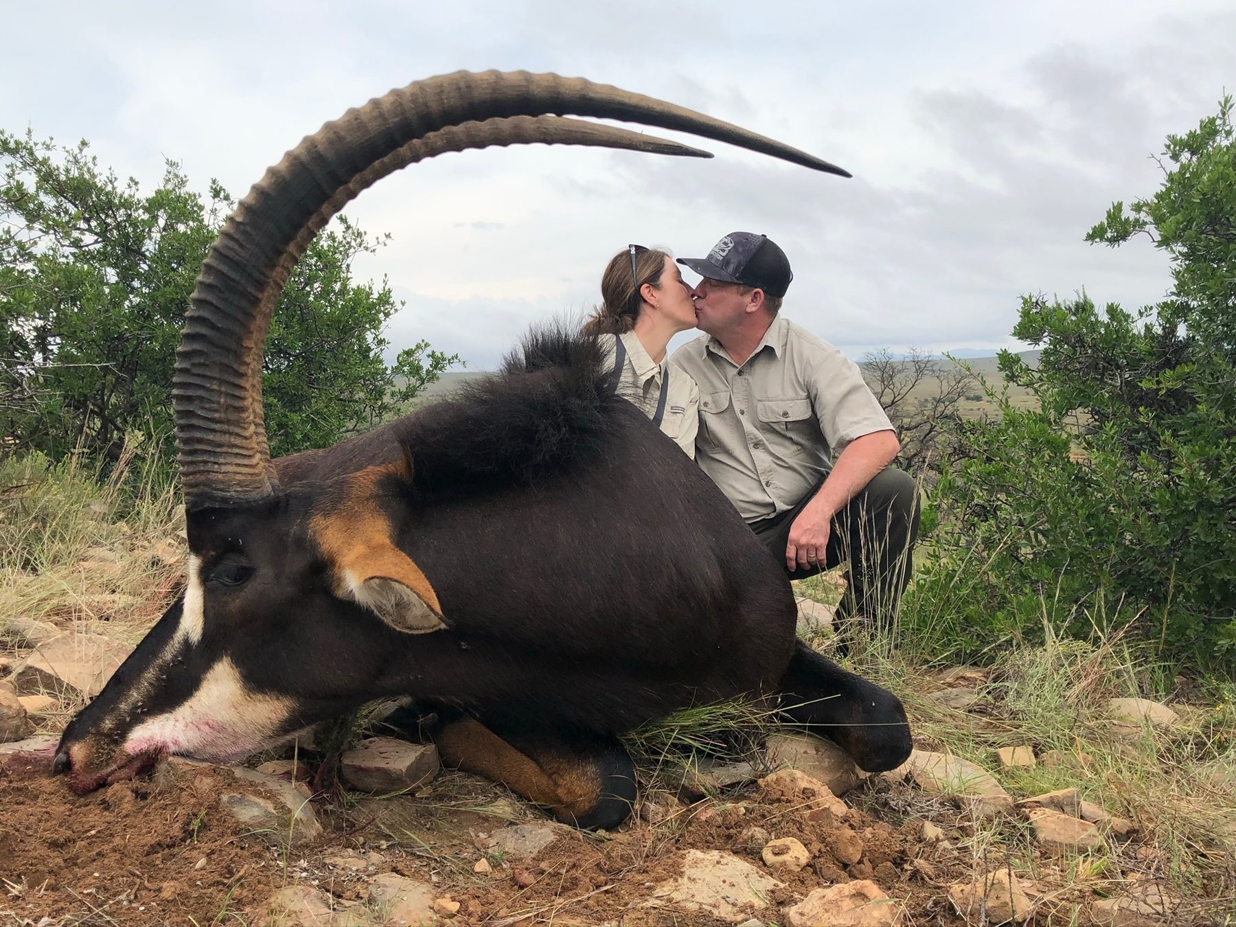 Sable antelope trophy hunt