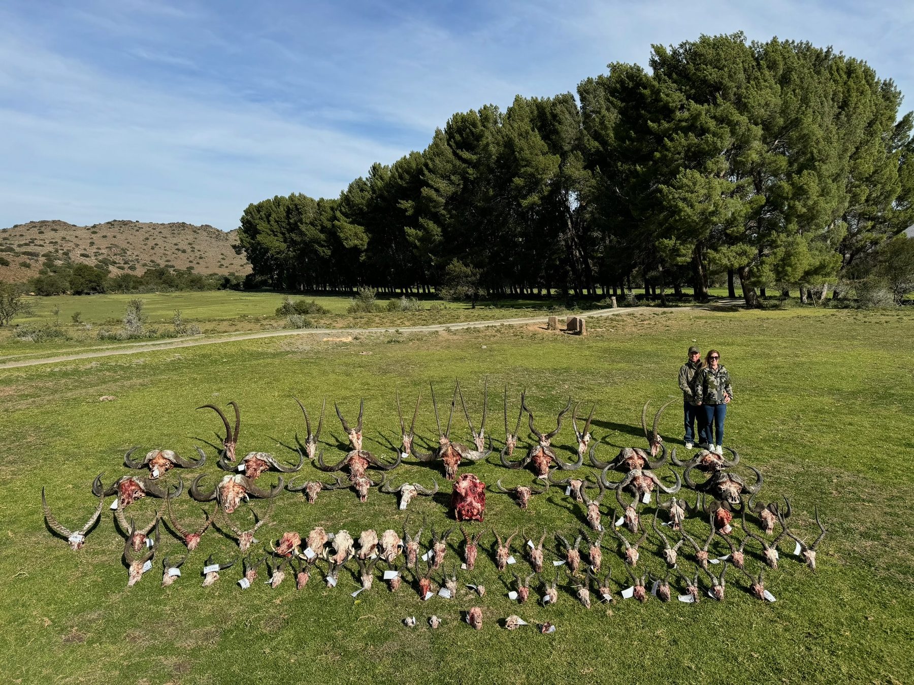 Dove and sandgrouse wingshooting