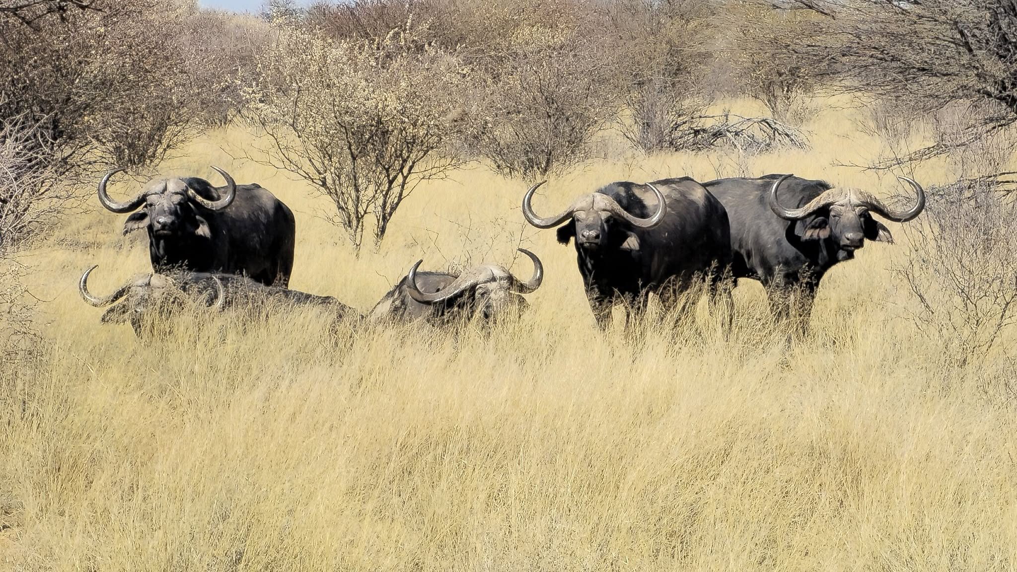 Hunting in the Kalahari