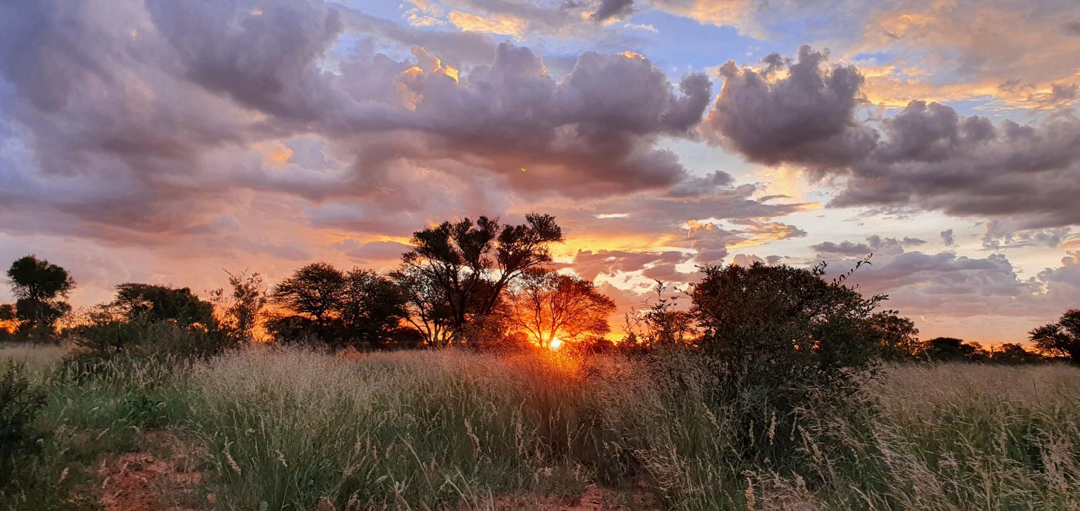 Wildlife in the African Kalahari