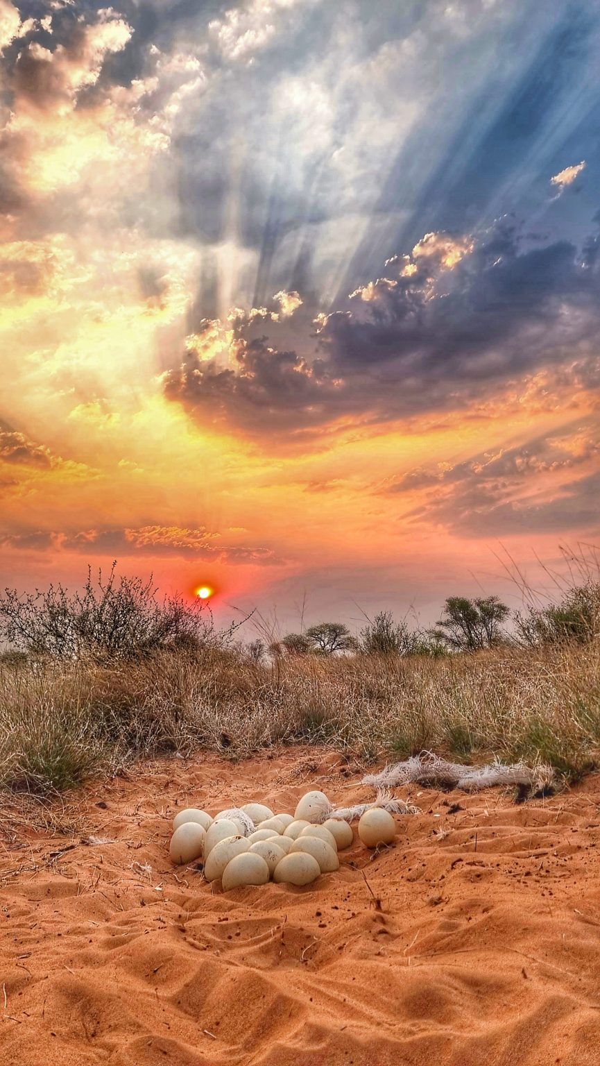 Kalahari wildlife