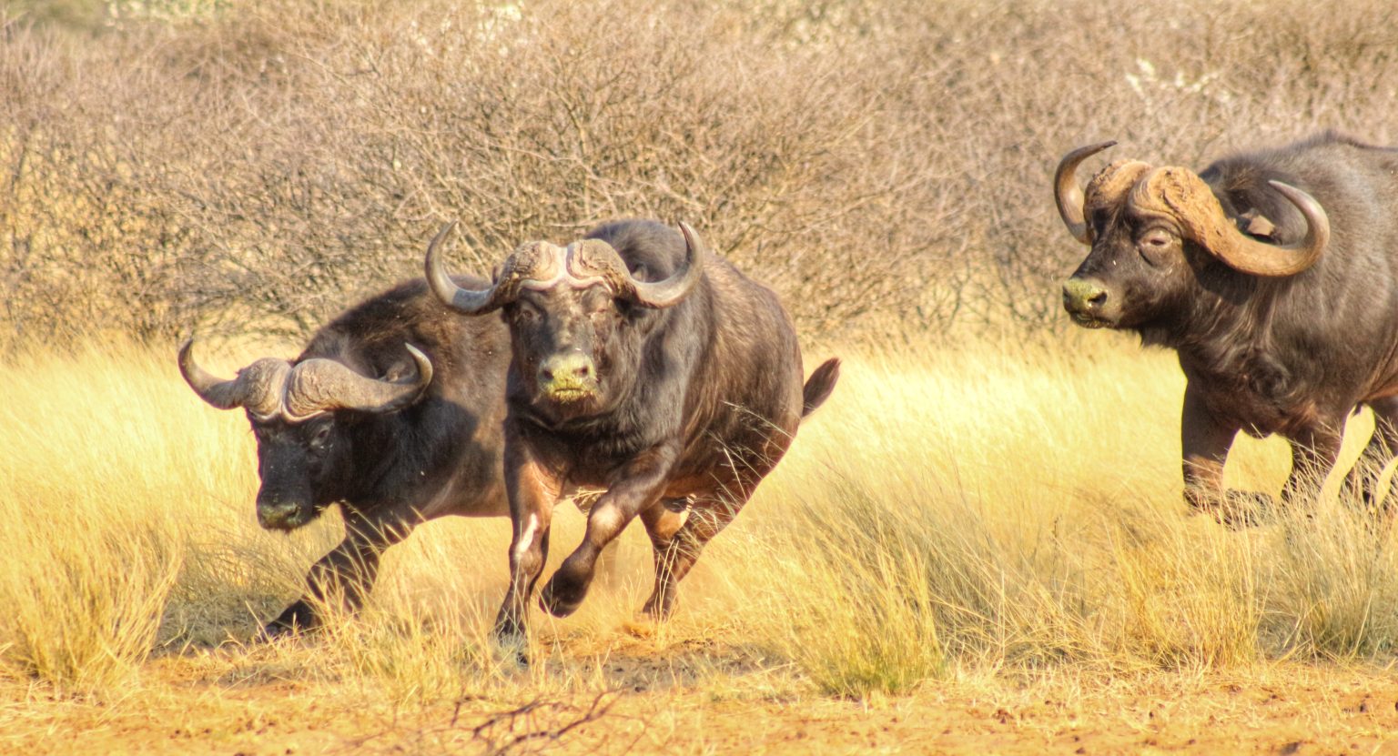 Tracking in the Kalahari