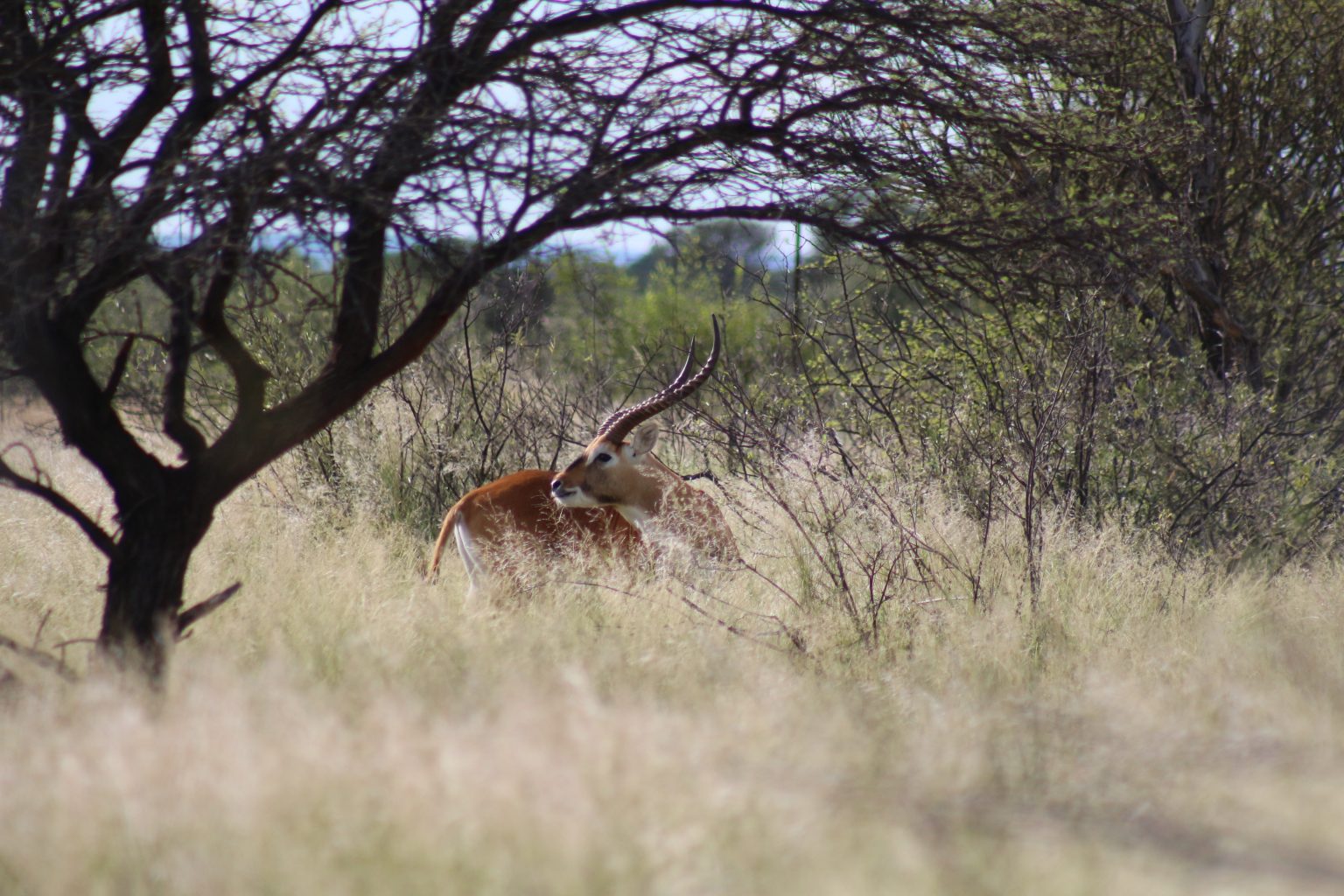 Mankwe reserve