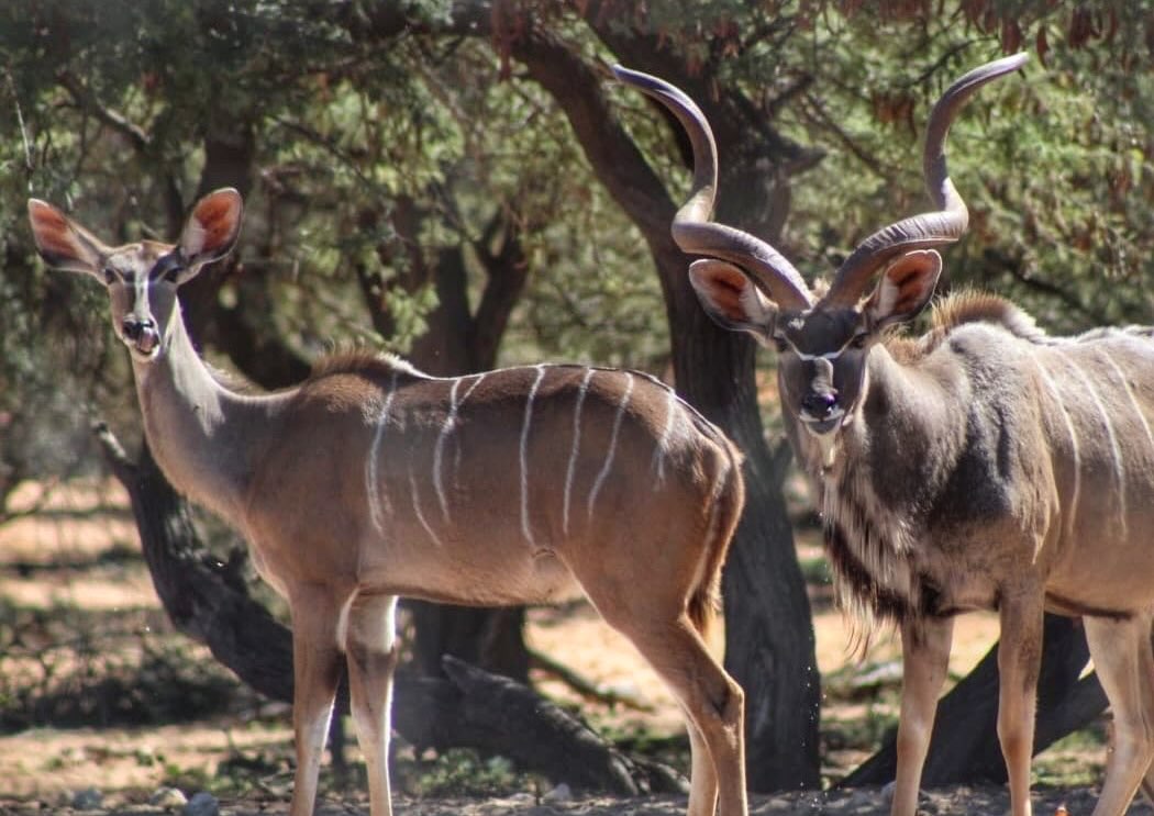 Kalahari wildlife